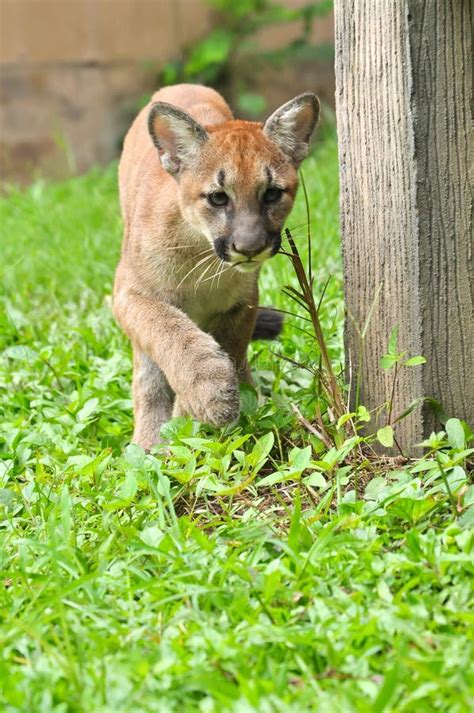 Baby Puma Stock Image Image Of Panther Animal Lion 33283387