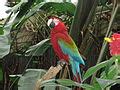 Category:Birds in Bloedel Floral Conservatory - Wikimedia Commons