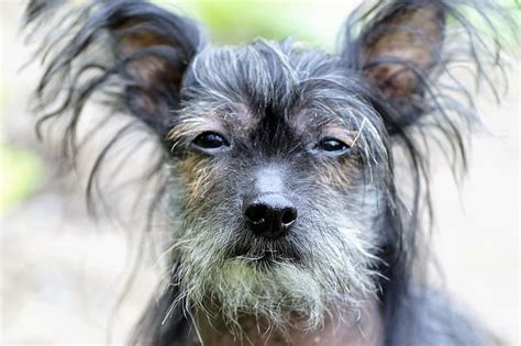 Hd Wallpaper Chinese Crested Dog Hairless Dog Natural Modified An