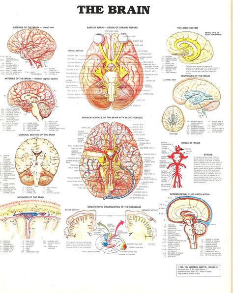 Brain Nervous System Diagram Labeled Anatomy Brain Nervous S