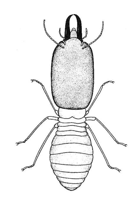 Biological Drawings Insects Termite Soldier Biology Teaching