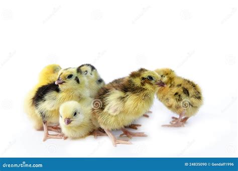 Quail species stock photo. Image of white, types, quail - 24835090