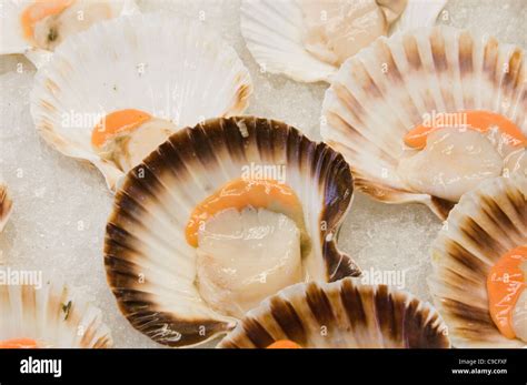 Sea Food In A Shell