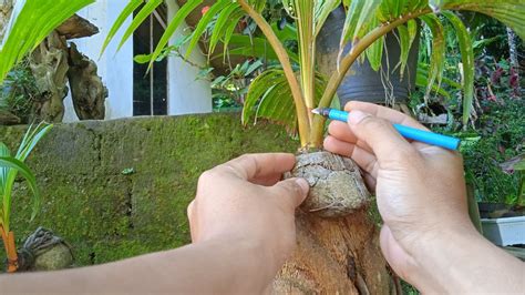 CARA MUDAH MENYAYAT TAPIS BONSAI KELAPA TANPA MENGGORES BAGIAN DALAM