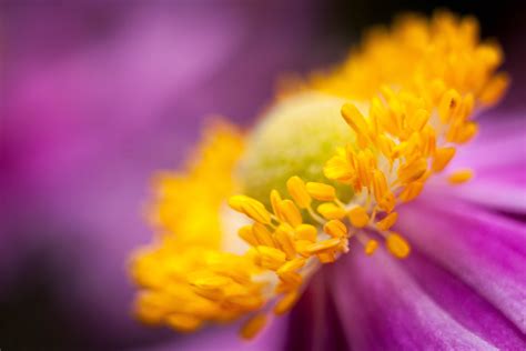 X Resolution Purple Petaled Flower With Yellow Stigma In