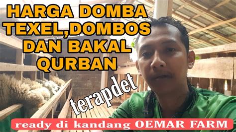 Harga Domba Texel Dombos Dan Bakalan Qurban Youtube