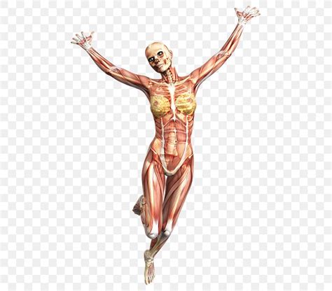 Running Anatomy Muscle Human Body Human Skeleton, PNG, 498x720px ...