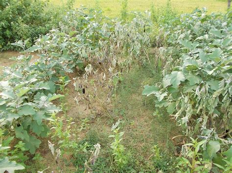 Damage Of Brinjal Plants Fruit And Shoot Borer Farm Questions Farmnest India Farm Community