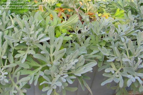 Plantfiles Pictures Artemisia Beach Sage Beach Wormwood Dusty