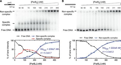 Specific Binding Of Parb To The Pars Sequence Electrophoretic Mobility