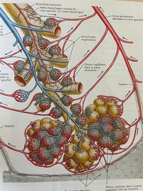 atlas d anatomie humaine 6ème édition Canton Fribourg tutti ch