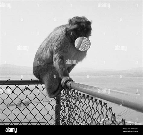 Monkey In Mirror Black And White Stock Photos And Images Alamy