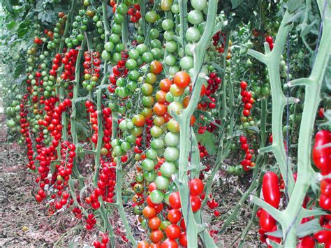 Come Coltivare Il Pomodoro Seguendo Alcune Semplici Indicazioni