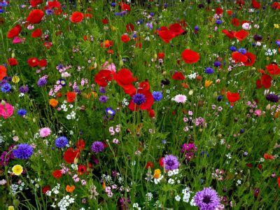 Wildflower Gardening - How to Use Wildflowers and Native Plants