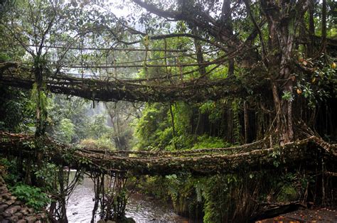 Of The World S Most Unusual Bridges Odd News Show