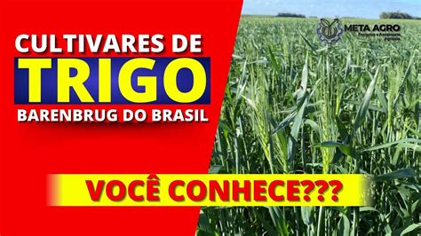 Conheça as Cultivares de Trigo da Barenbrug do Brasil YouTube