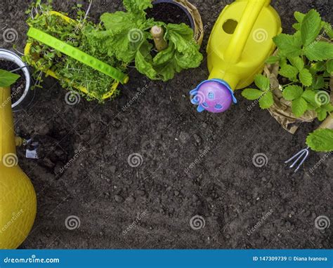 Herramientas Que Cultivan Un Huerto Regadera Alm Cigos Plantas Y