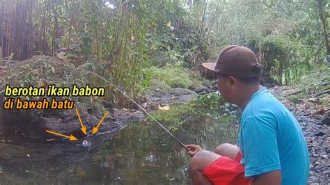 Andalan Mancing Ikan Wader Dengan Umpan Laron Strike Wader Di