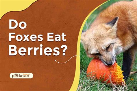 What Do Foxes Eat In The Winter Factors In 2023