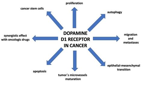 Cancers Free Full Text Dopamine D1 Receptor In Cancer