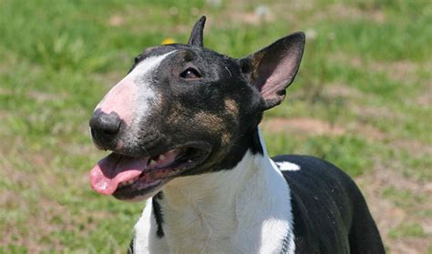 Miniature Bull Terrier Vs Standard