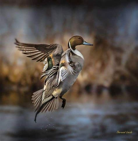 Northern Pintail Drake In Flight In 2024 Waterfowl Taxidermy Hunting