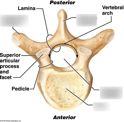 Vertebra Diagram | Quizlet