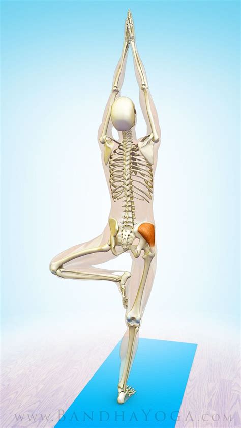 Yoga Anatomy The Gluteus Medius Muscle In Yoga Artofit