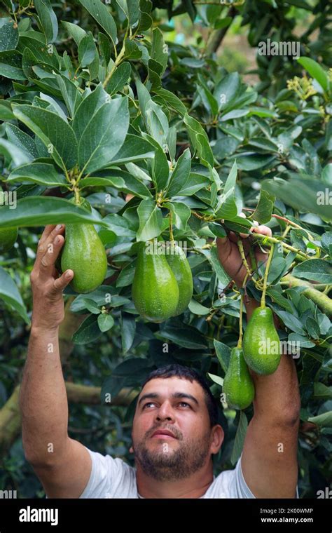 Colombiaquindio State Avocado Fruit Is Picked By A Farm Labourer