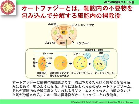 老化を防ぐ食べ方、細胞内のお掃除役オートファジーの活性化がカギ① （20210902） その他の専門家からのアドバイス 薬学博士 竹内