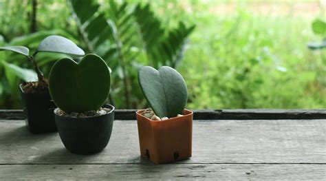 15 Tiny Houseplants For Your Indoor Garden