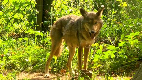 Red Wolf Pups Healthy And Doing Well Wnc Nature Center Officials Say