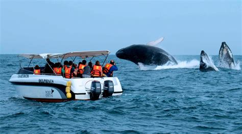 Ballenas En Lima Y Callao Es Frecuente Observar Estos Mam Feros En