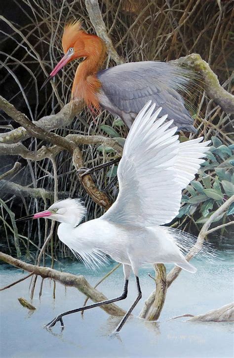 Reddish Egret Pair Painting By Barry Kent MacKay Fine Art America