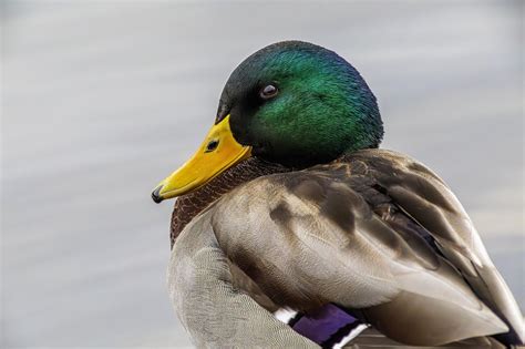 Mallard Drake Duck Free Photo On Pixabay