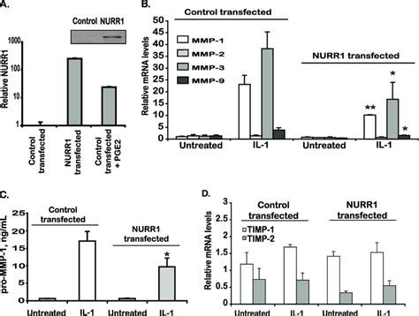 Nurr Selectively Represses Il Induced Mmp And Expression A