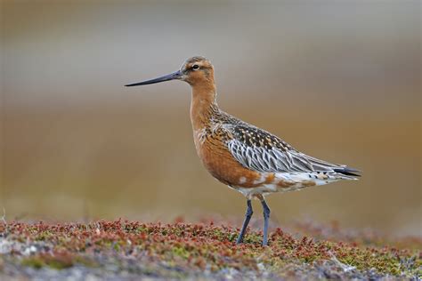 Bar Tailed Godwit Migration