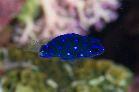 Jewel #Damselfish. #blue | Ocean animals, Marine fish, Life under the sea