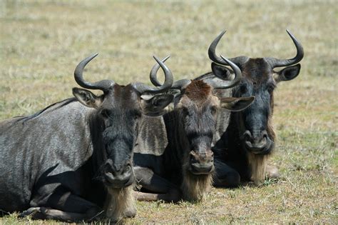 Wildebeest | The Animals Biography