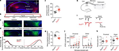 Ten3 Is Required For The Precise Ca1→subiculum Projection A Sagittal