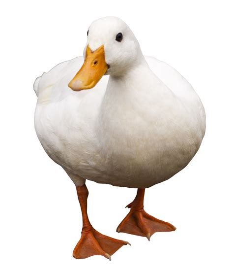 Download Duck Walking Png Image For Free