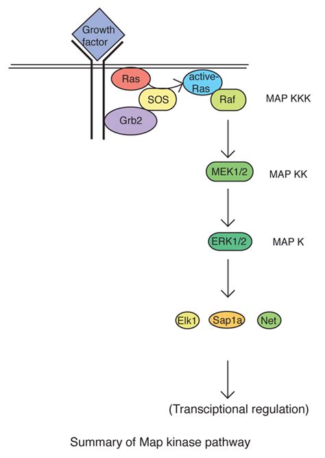 RAS Is Part Of The MAP Kinase Pathway Constant Signaling Of It