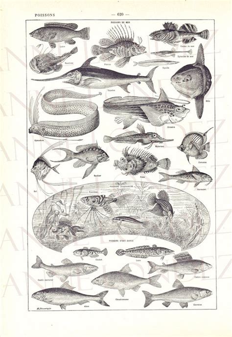 1922 Vintage Fish Poster Kitchen Decor Kitchen Print Vintage | Etsy