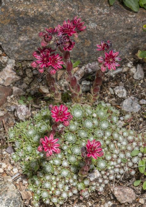 Cobweb House Leek Sempervivum Arachnoideum In Flower Stock Image