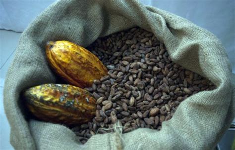 Internacionales Ecuador Se Posiciona Como “cuna De Origen” Del Cacao En El Mundo El Debate