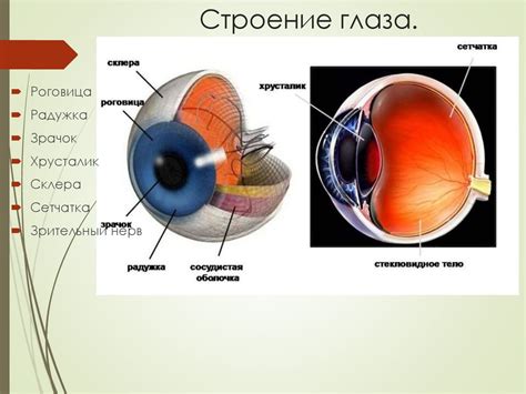 Глаз - орган зрения - презентация онлайн
