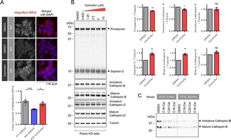 Acid Ceramidase Inhibition Leads To Increased Cathepsin B Activity And