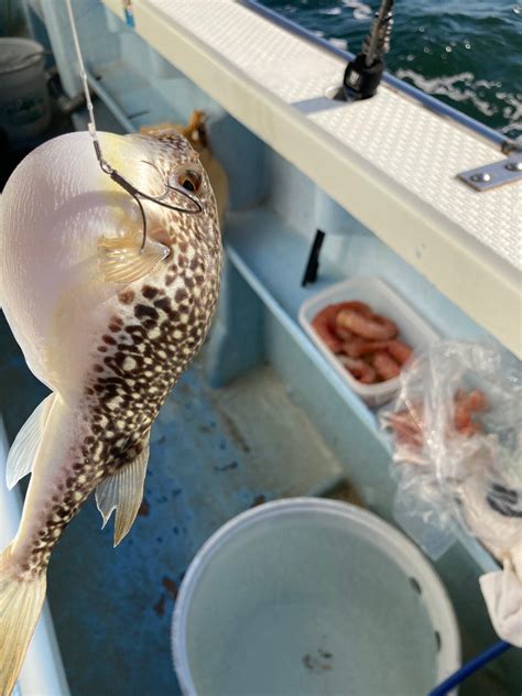 吉久で小トラフグandショウサイフグ！ 東京湾の船釣り！釣り女が行く！そして、いつもテンパってます！