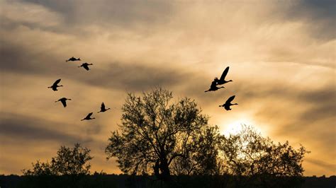 Bird Migration Wallpaper