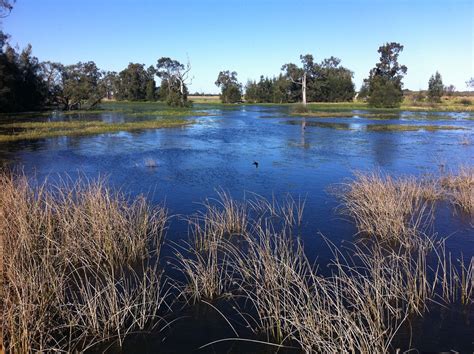 Freshwater Wetland Hunter Wetlands National Park Newcast Flickr